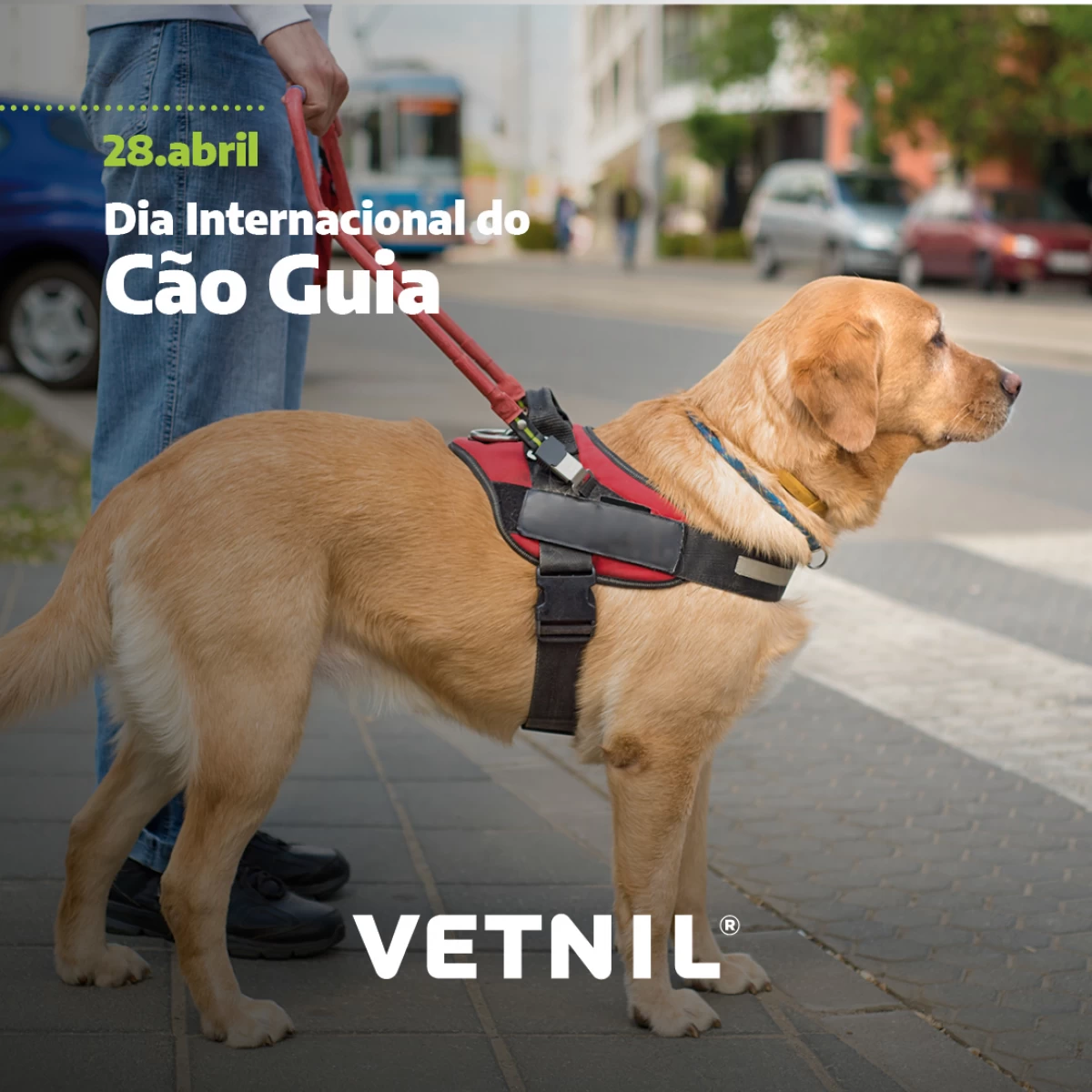 28 de Abril - Dia Internacional do Cão Guia