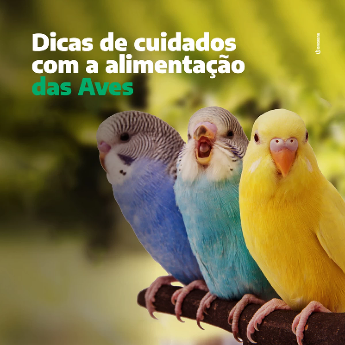 Dicas e Cuidados com a Alimentação das Aves