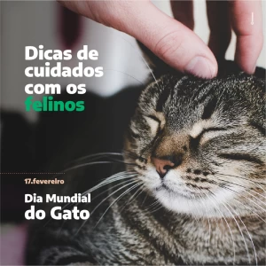 17 de Fevereiro - Dia Mundial do Gato - Dicas de Cuidados