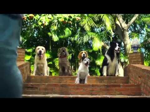 Dia do Médico Veterinário - 2016