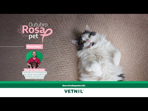 Outubro Rosa Pet – Tema Panorama