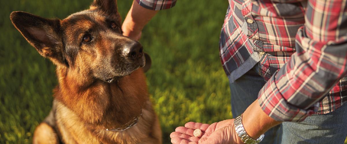 Como dar comprimido para cão e gato: dicas para não estressar seu pet!