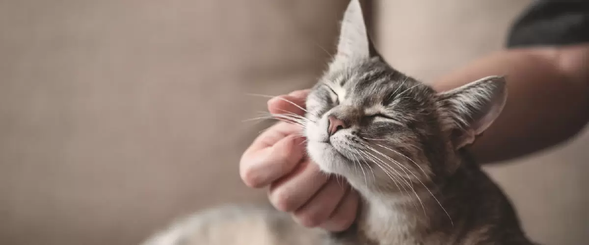 Como dar comprimido para cão e gato: dicas para não estressar seu pet!