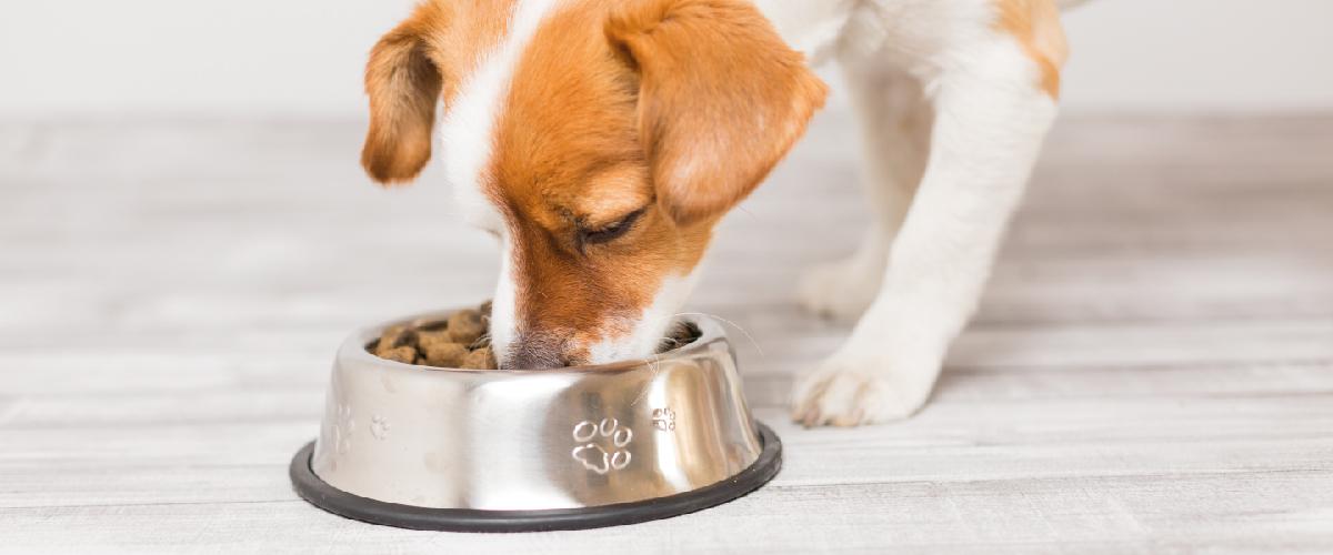 Como dar comprimido para cão e gato: dicas para não estressar seu pet!