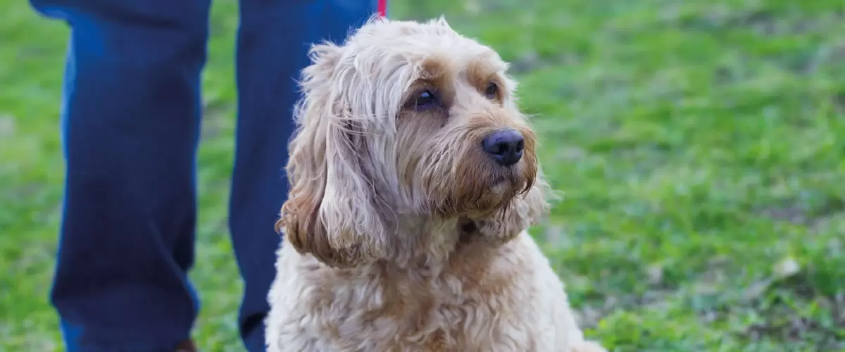 Seu cão é idoso? Saiba como identificar e conheça 5 cuidados essenciais